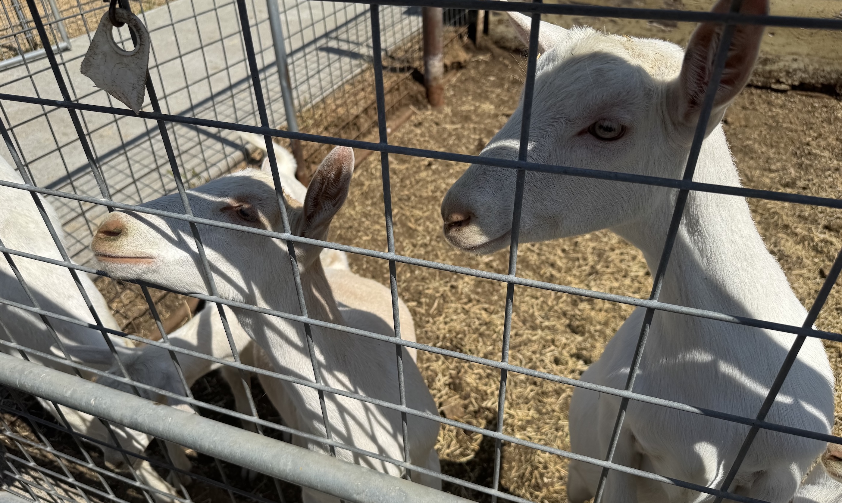 Two goats peering through a metal fence in a sunlit pen